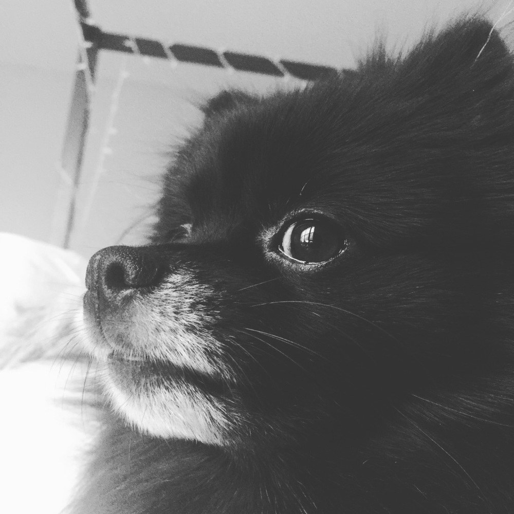 Meet your Posher, Abbey